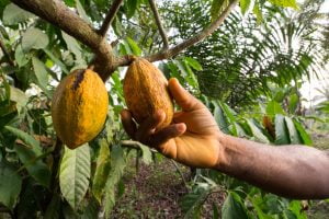 Sustainable Cocoa Farming